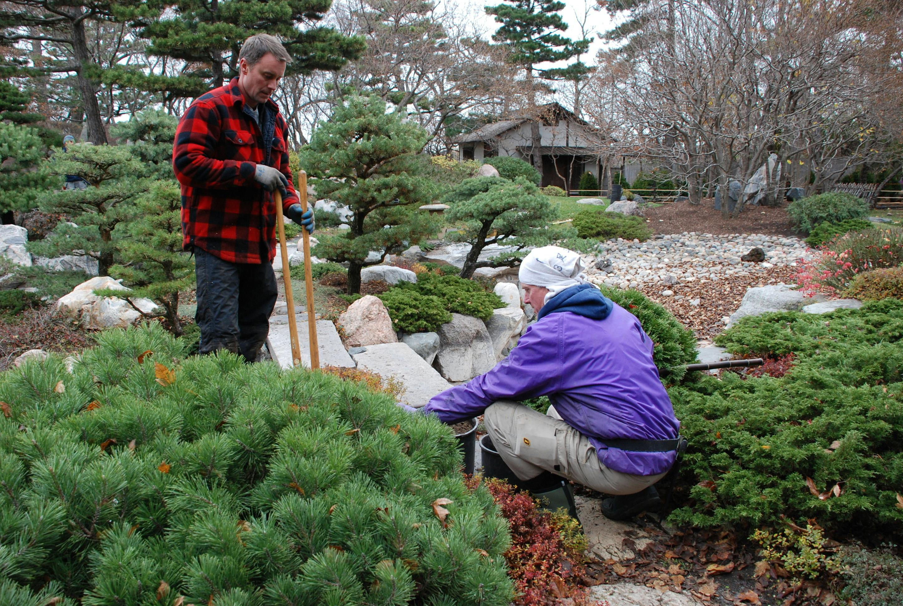 two landscapers working in a japanese gaden